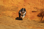 Miniature Australian Shepherd