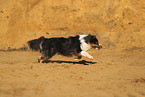 Miniature Australian Shepherd