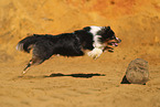 Miniature Australian Shepherd