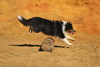 Miniature Australian Shepherd