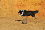 Miniature Australian Shepherd