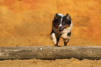 Miniature Australian Shepherd