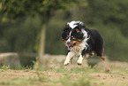 Miniature Australian Shepherd
