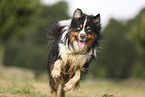 Miniature Australian Shepherd
