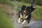 Miniature Australian Shepherd