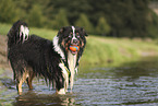 Miniature Australian Shepherd
