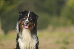 Miniature Australian Shepherd