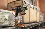 young Miniature Australian Shepherd