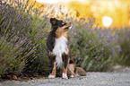 Miniature Australian Shepherd