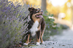 Miniature Australian Shepherd