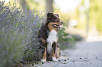 Miniature Australian Shepherd
