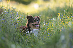 Miniature Australian Shepherd