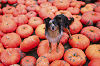 Miniature Australian Shepherd