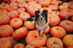 Miniature Australian Shepherd