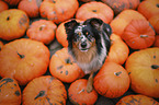 Miniature Australian Shepherd
