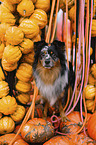 Miniature Australian Shepherd