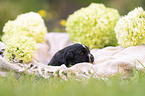 3 weeks old Miniature Australian Shepherd