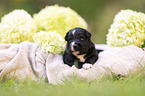 3 weeks old Miniature Australian Shepherd