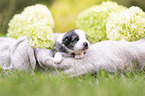 3 weeks old Miniature Australian Shepherd