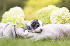 3 weeks old Miniature Australian Shepherd