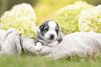 3 weeks old Miniature Australian Shepherd