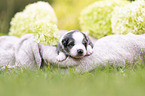 3 weeks old Miniature Australian Shepherd
