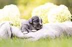 3 weeks old Miniature Australian Shepherd