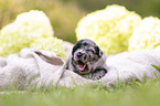 3 weeks old Miniature Australian Shepherd