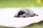 3 weeks old Miniature Australian Shepherd