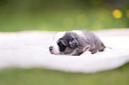 3 weeks old Miniature Australian Shepherd