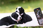3 weeks old Miniature Australian Shepherd