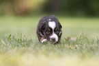4 weeks old Miniature Australian Shepherd puppy