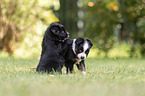 5 weeks old Miniature Australian Shepherd puppy