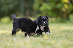 5 weeks old Miniature Australian Shepherd puppy