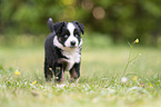 5 weeks old Miniature Australian Shepherd puppy