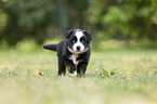 5 weeks old Miniature Australian Shepherd puppy