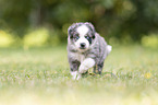 5 weeks old Miniature Australian Shepherd puppy