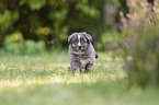 5 weeks old Miniature Australian Shepherd puppy