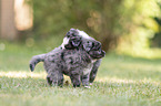 5 weeks old Miniature Australian Shepherd puppy