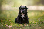 4 weeks old Miniature Australian Shepherd puppy