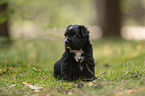 4 weeks old Miniature Australian Shepherd puppy