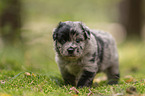 4 weeks old Miniature Australian Shepherd puppy