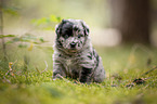 4 weeks old Miniature Australian Shepherd puppy