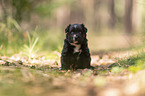 4 weeks old Miniature Australian Shepherd puppy