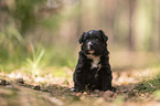 4 weeks old Miniature Australian Shepherd puppy