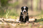 4 weeks old Miniature Australian Shepherd puppy