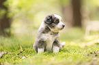 4 weeks old Miniature Australian Shepherd puppy