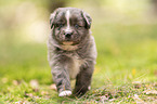 4 weeks old Miniature Australian Shepherd puppy