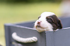 3 weeks old Miniature Australian Shepherd puppy