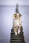 Miniature Australian Shepherd